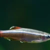 White cloud mountain minnow displaying vibrant red fins and blue stripe for care guide reference.