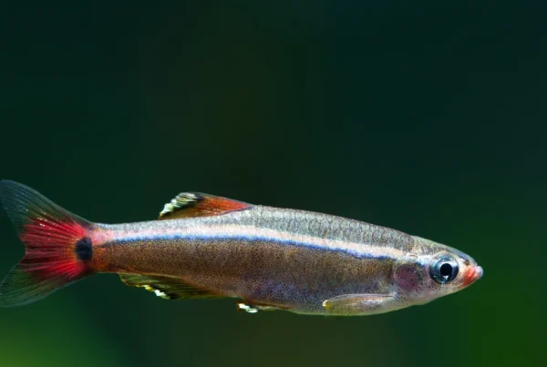 White cloud mountain minnow displaying vibrant red fins and blue stripe for care guide reference.