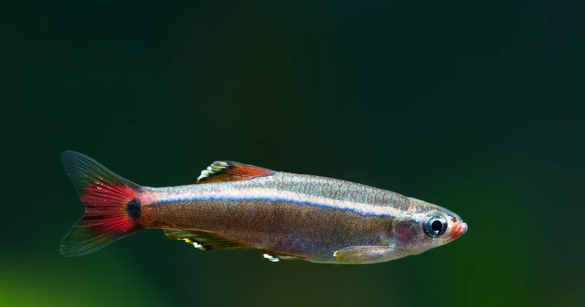 White Cloud Mountain Minnow Care: The Complete Coolwater Setup Guide