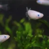 A group of Japanese rice fish swimming together in an aquarium with green aquatic plants in the background