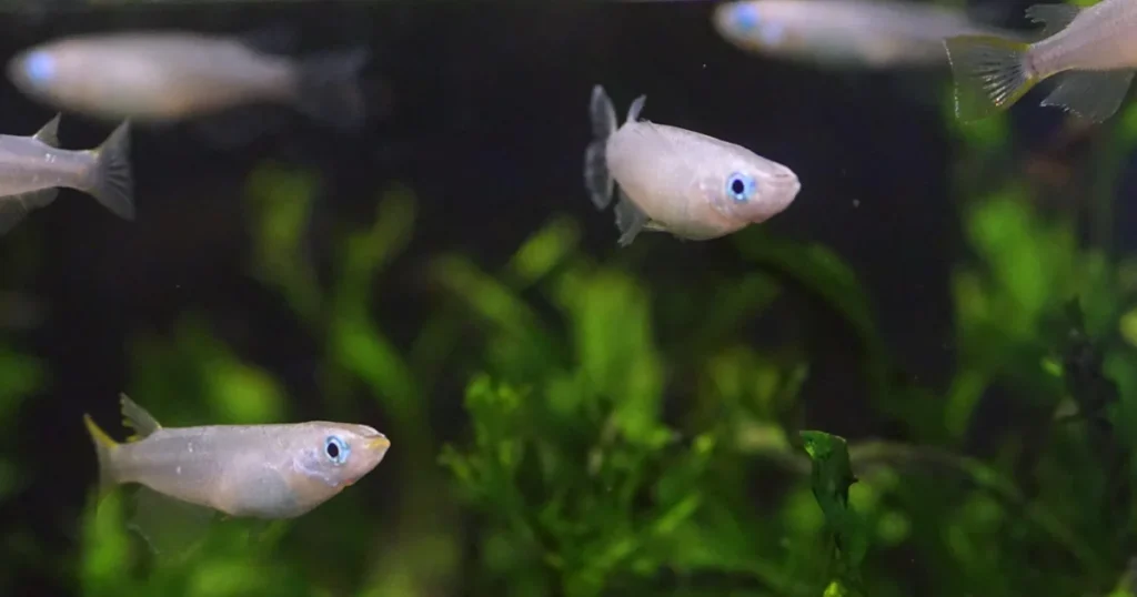 A group of Japanese rice fish swimming together in an aquarium with green aquatic plants in the background