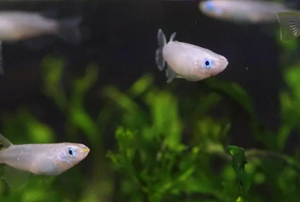 A group of Japanese rice fish swimming together in an aquarium with green aquatic plants in the background