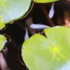 Small medaka fish swimming among green lily pads in a pond with dark water background
