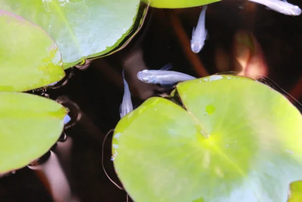 Small medaka fish swimming among green lily pads in a pond with dark water background