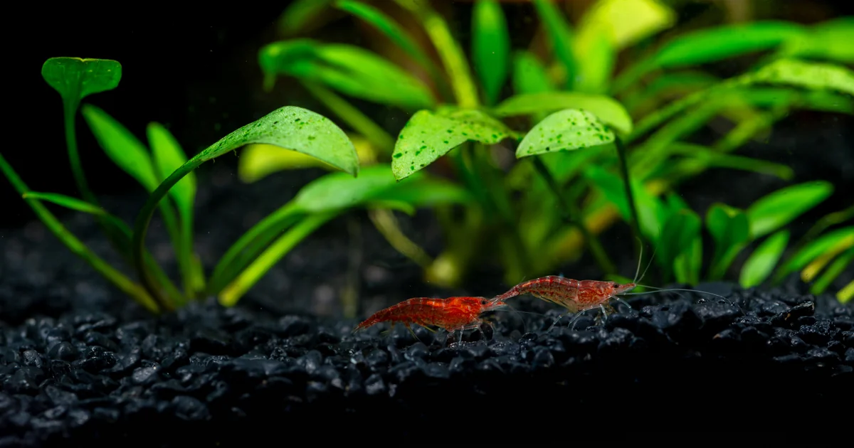 15 Best Plants for Shrimp Tanks (Plus 4 to Avoid)