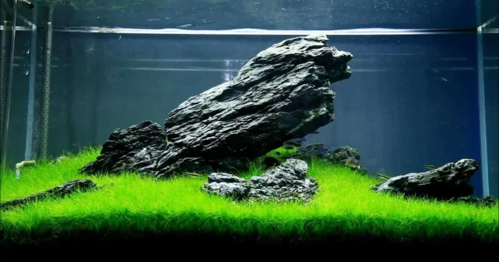 aquascaping-guide