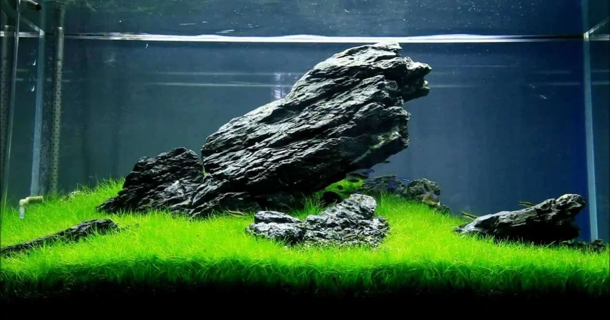 Aquascaping Guide for Beginners: Style, Hardscape, Plants, and Setup