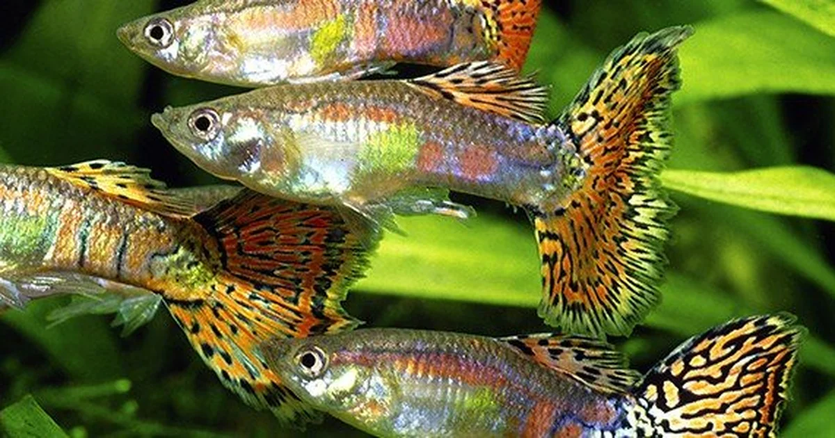 Are Guppies Schooling Fish? Shoaling Behavior and Stocking Rules