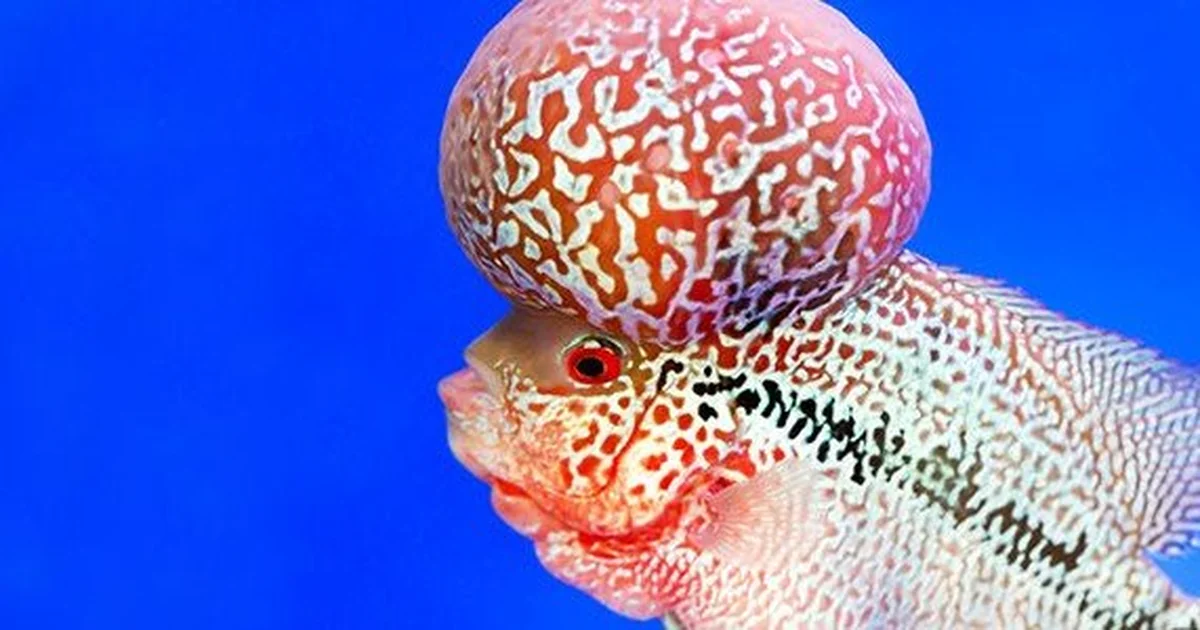 Flowerhorn Fish Care: Tank Setup, Diet, Kok Growth & More
