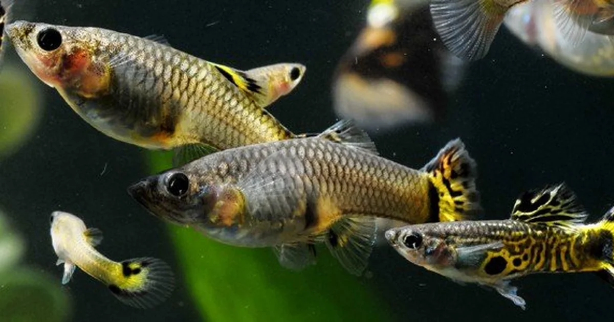 Guppy Fish Care: Lifespan, Tank Mates, Diet, & Health