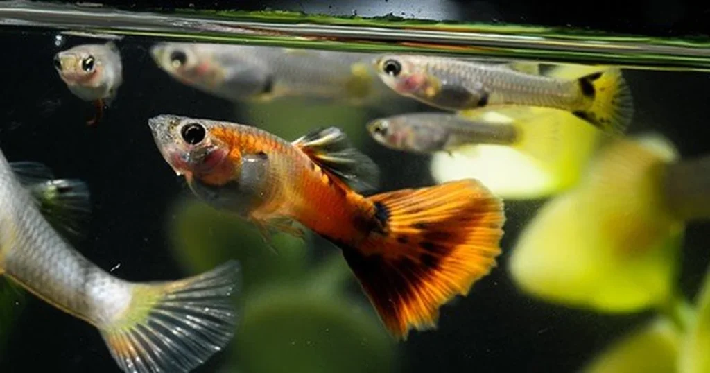 how-do-guppies-mate