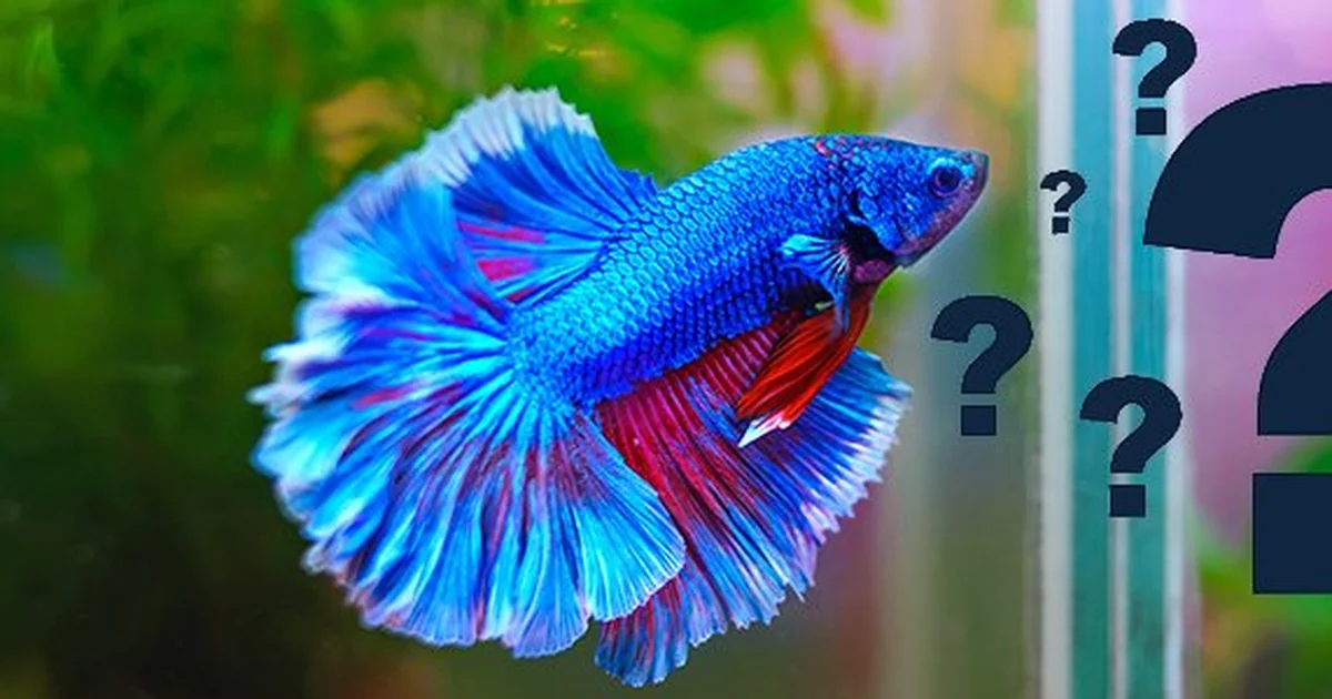 How Long Can Betta Fish Live Without Food? The Honest Answer