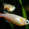 Red and white medaka fish with orange markings swimming in aquarium with green plants