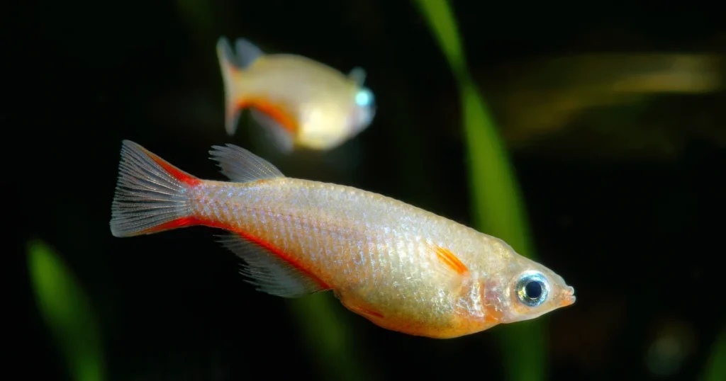 Red and white medaka fish with orange markings swimming in aquarium with green plants