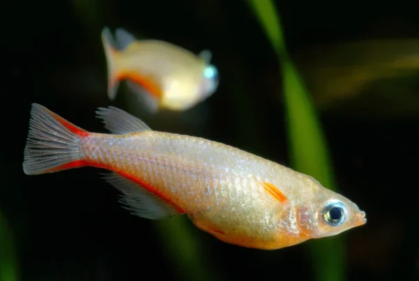 Red and white medaka fish with orange markings swimming in aquarium with green plants