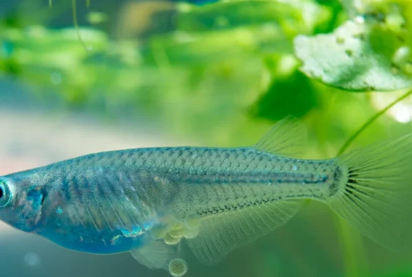 Adult medaka fish swimming near aquatic plants in freshwater aquarium environment