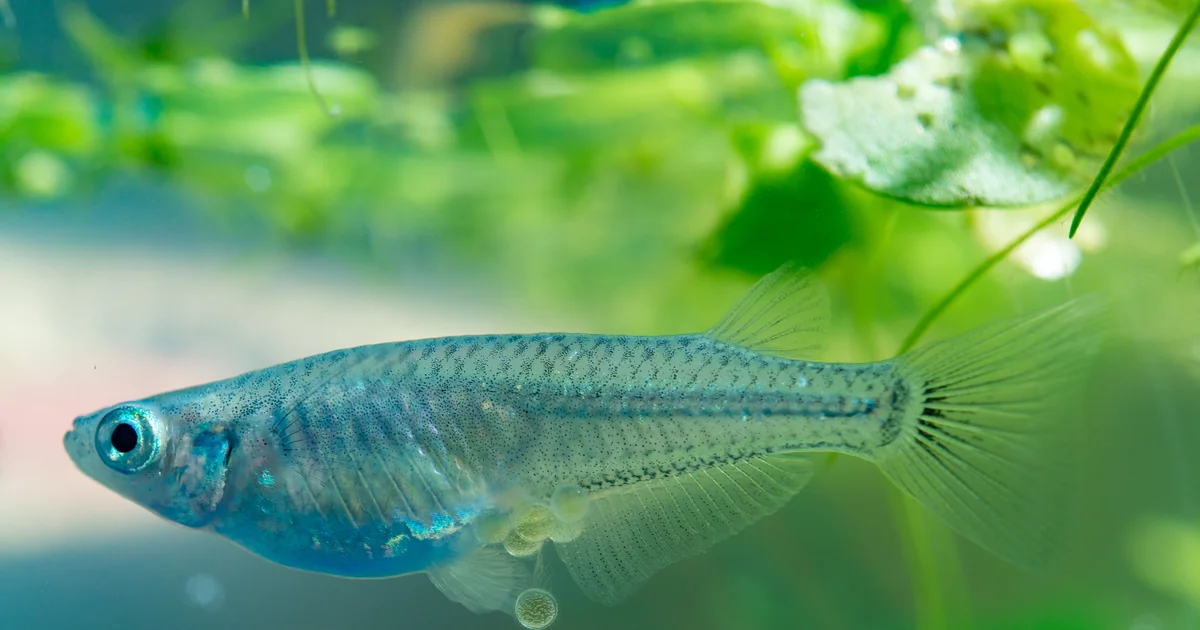 Medaka Eggs: A Stage-by-Stage Guide From Spawn to Juvenile