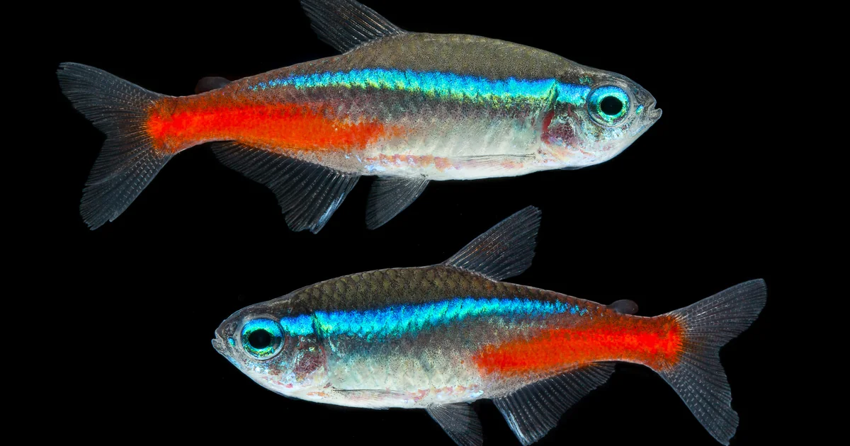 Neon Tetra Care: The Honest Guide to Paracheirodon innesi
